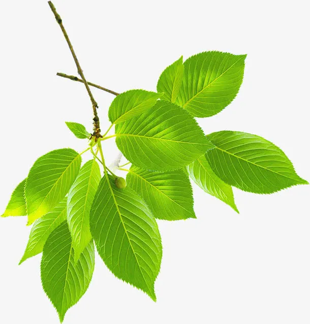 春季文艺植物树叶装饰免抠