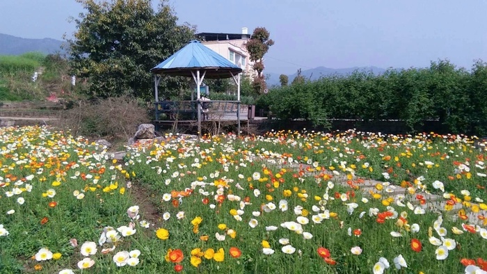 人间四月芳菲尽=山寺桃花始盛开高清