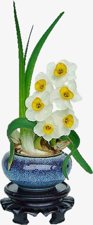 白色水仙花免抠