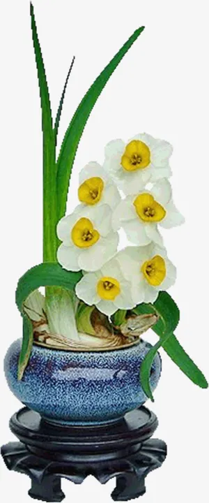 白色水仙花免抠