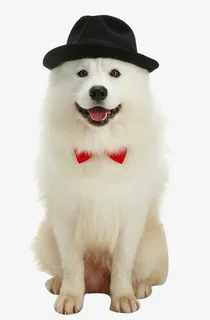 可爱的萨摩耶免抠 可爱的萨摩耶免抠