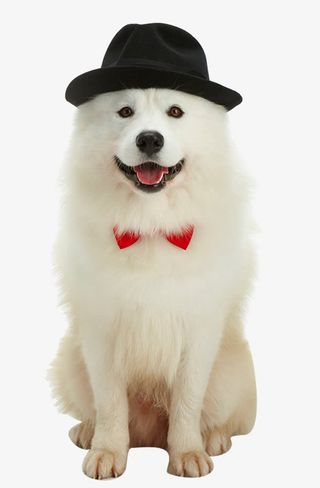 可爱的萨摩耶免抠