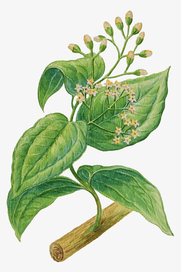 手绘绿色枝芽与树叶免抠