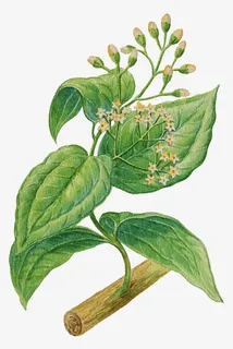 手绘绿色枝芽与树叶免抠