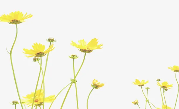 春天户外黄色鲜花免抠