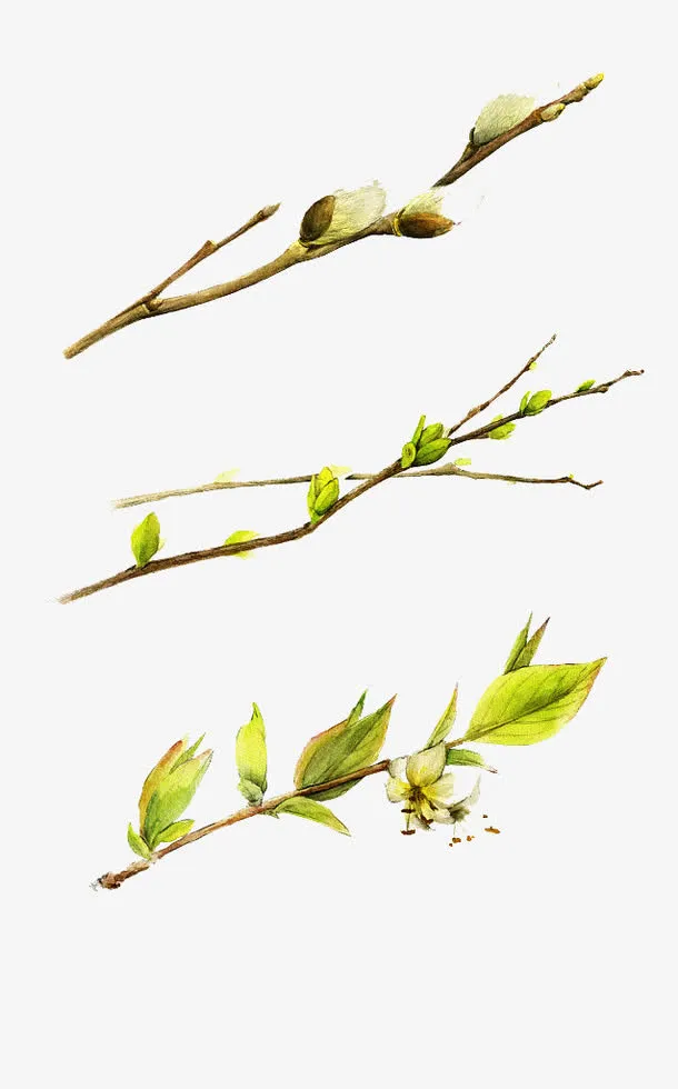 春日树枝发芽免抠