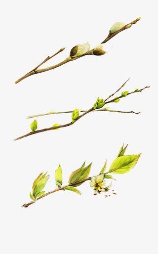 春日树枝发芽免抠