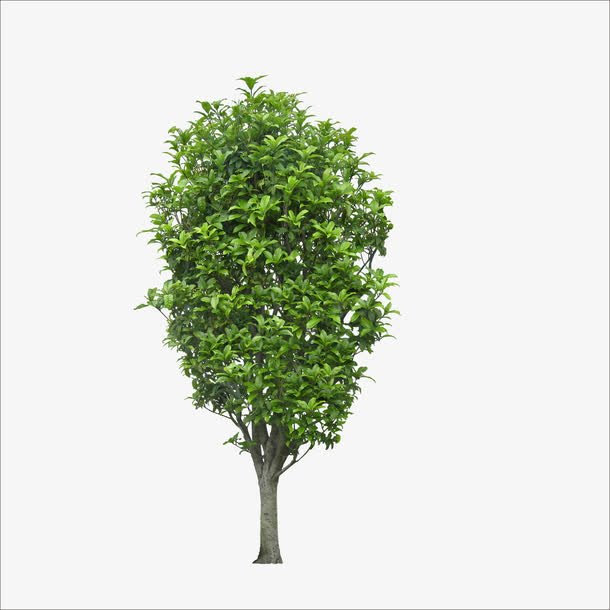 桂花树免抠