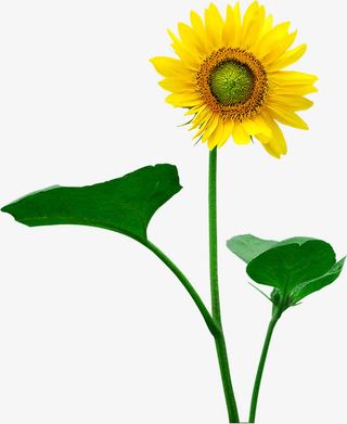 春天清新户外向日葵花朵免抠