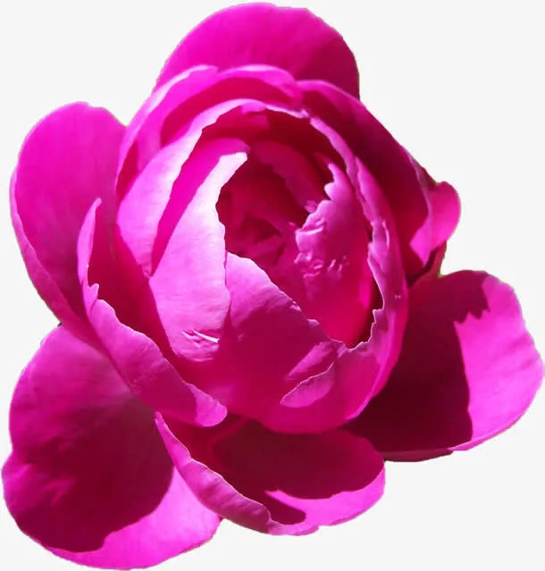 鲜艳粉色花瓣主页装修免抠