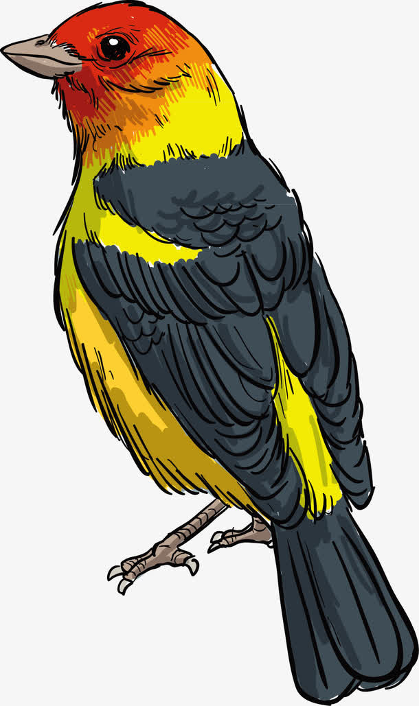 中国风鸟写实免抠