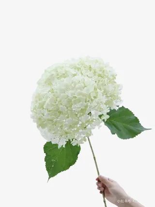 白色 绣球花免抠