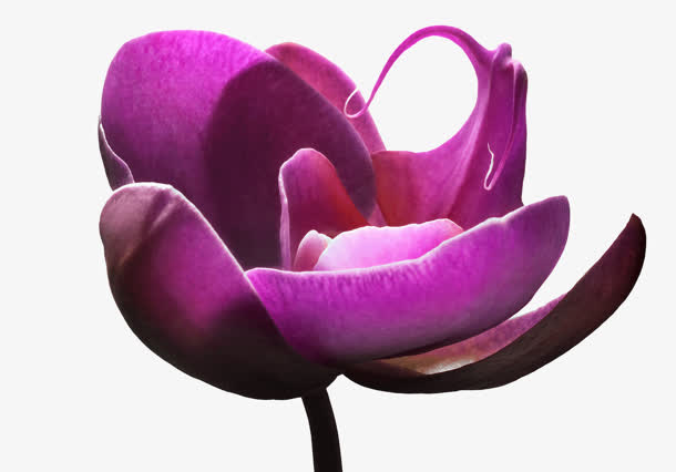 蓝色盛开桃花免抠