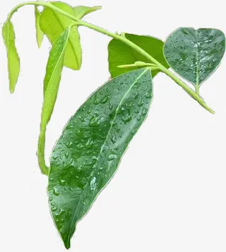 沉香树沉香枝叶免抠