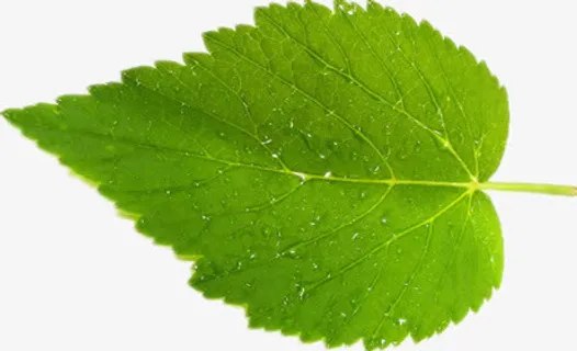 一片绿色叶子免抠