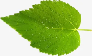 一片绿色叶子免抠