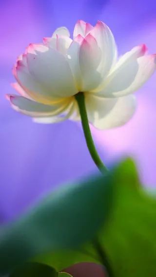 莲花静物清新H5背景高清