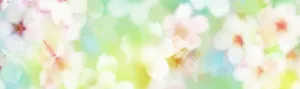 虚化花瓣淘宝女装banner壁纸
