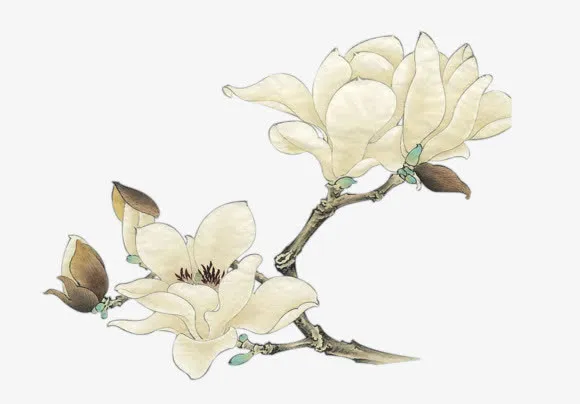 手绘白色花朵复古树枝免抠