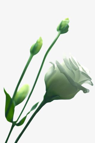 鲜花边框素材手绘花朵免抠