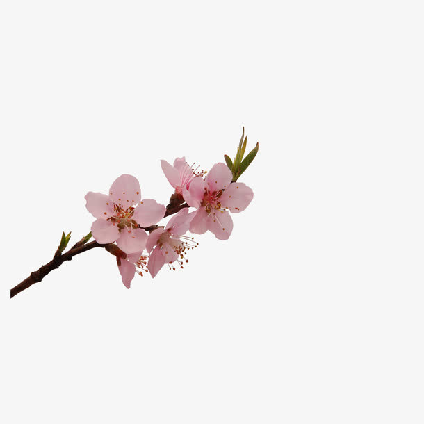 粉红色桃花枝素材免抠