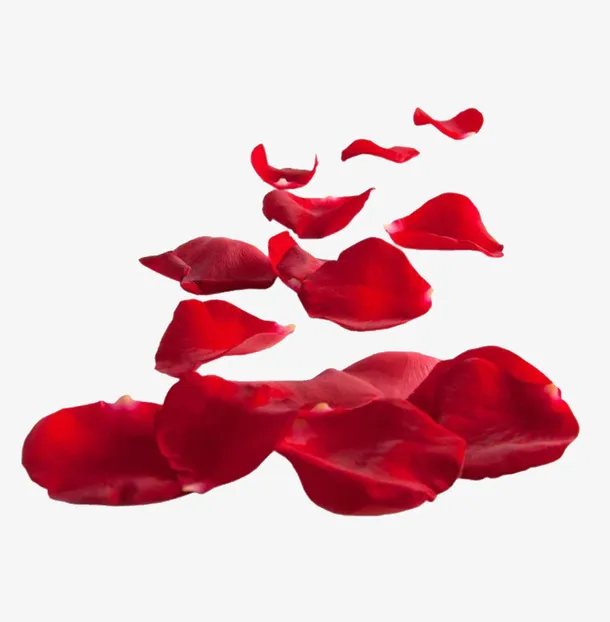 玫瑰花瓣免抠