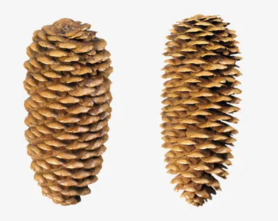 松果 松塔 干松果 松子 籽免抠