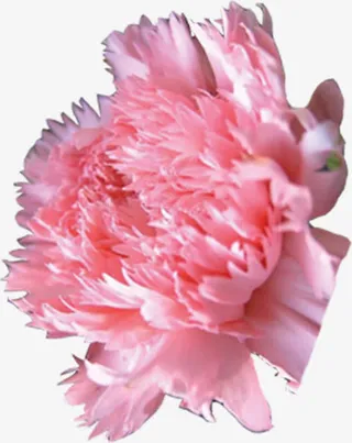 康乃馨粉色七夕免抠