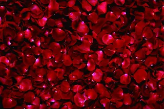 鲜艳玫瑰花瓣图片免抠