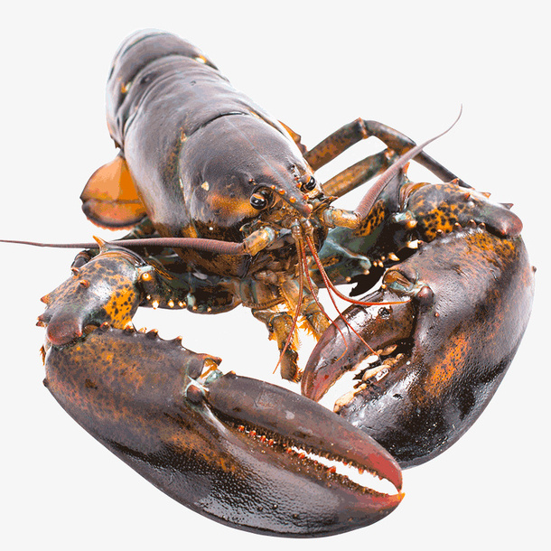 实物食物美味海鲜波士顿龙虾免抠
