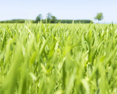 树叶素材图片，实物免抠