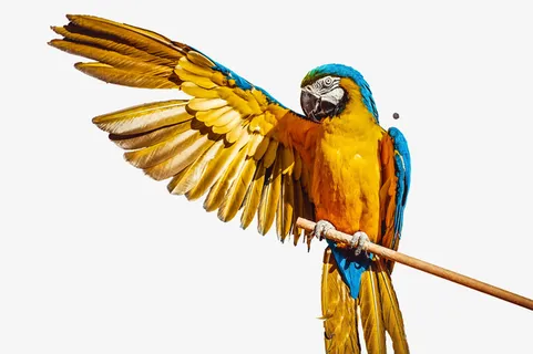 大雁素材海报文件下载免抠