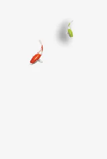 红鲤鱼与绿鲤鱼免抠