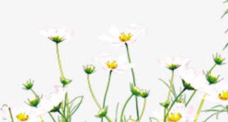 清新白色小花春季装饰免抠