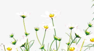 清新白色小花春季装饰免抠