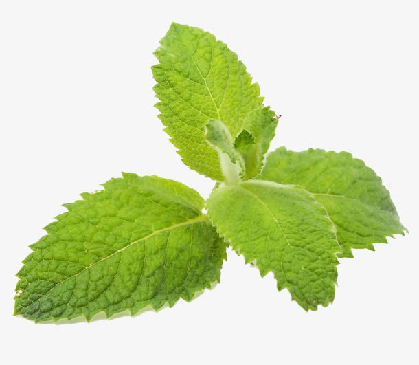 绿薄荷调味品免抠