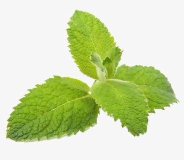 绿薄荷调味品免抠