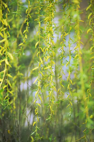 垂帘树叶唯美景色免抠