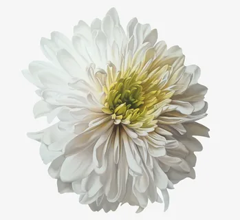 白色的菊花免抠 白色的菊花免抠