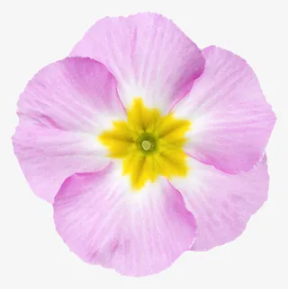 紫色植物黄色芯的一朵大花实物免抠