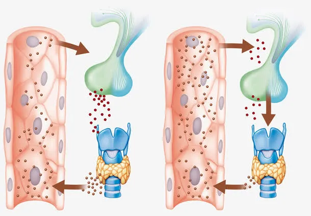 甲状腺激素分泌插图免抠