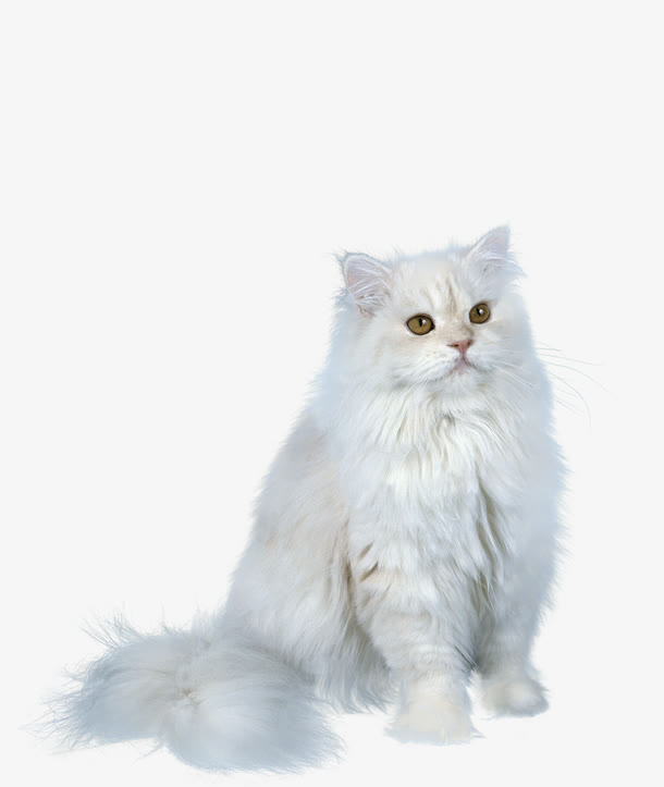 波斯猫免抠图免抠