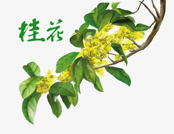 桂花盛开免抠