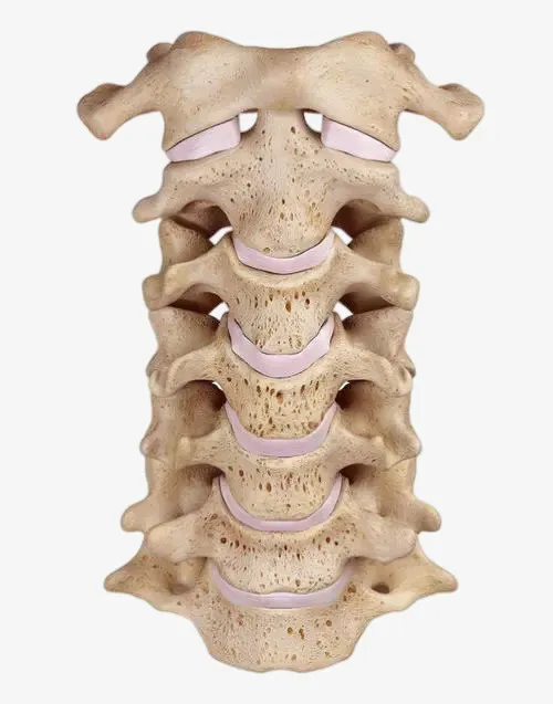 颈椎骨 颈椎 人骨 颈椎病免抠