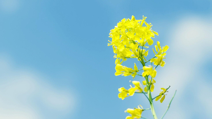 蓝天黄色油菜花高清