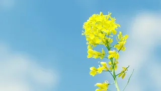 蓝天黄色油菜花高清