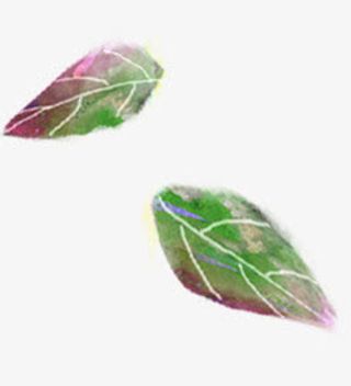 绿叶装饰唯美脉络免抠