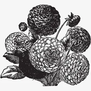 黑白花卉图案免抠