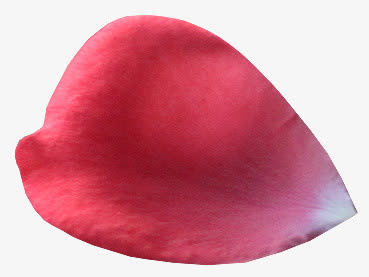 粉色的一片花瓣免抠