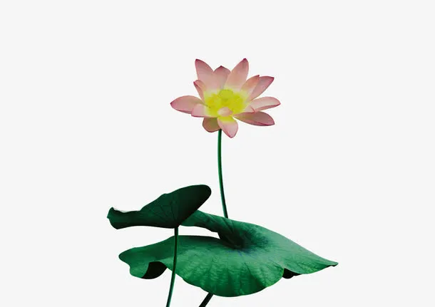 荷花荷叶免抠